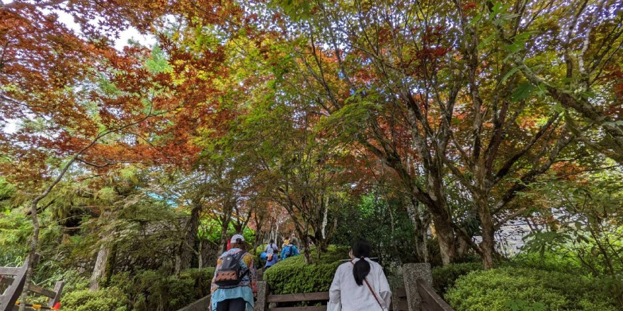 宜蘭,大同,太平山,森林,檜木,步道
