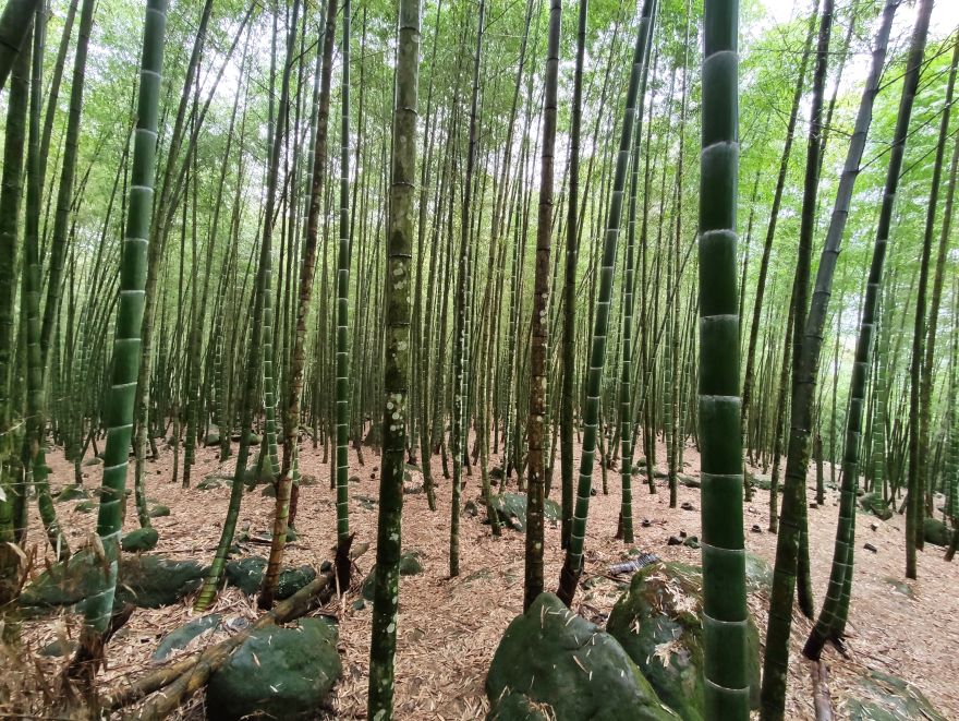 集集