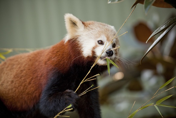 Taronga Zoo