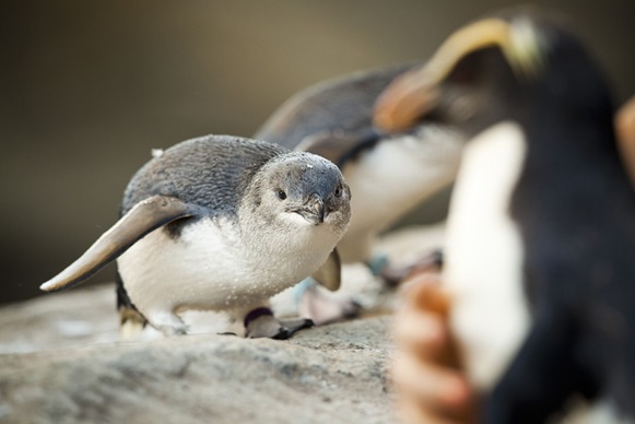 Taronga Zoo