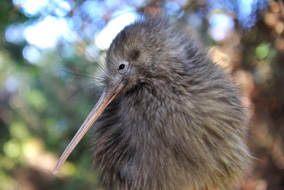 Willowbank Wildlife Reserve