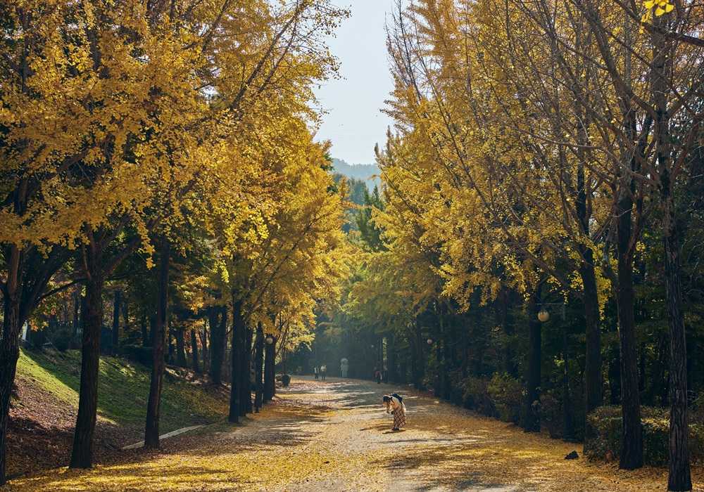 首爾大公園