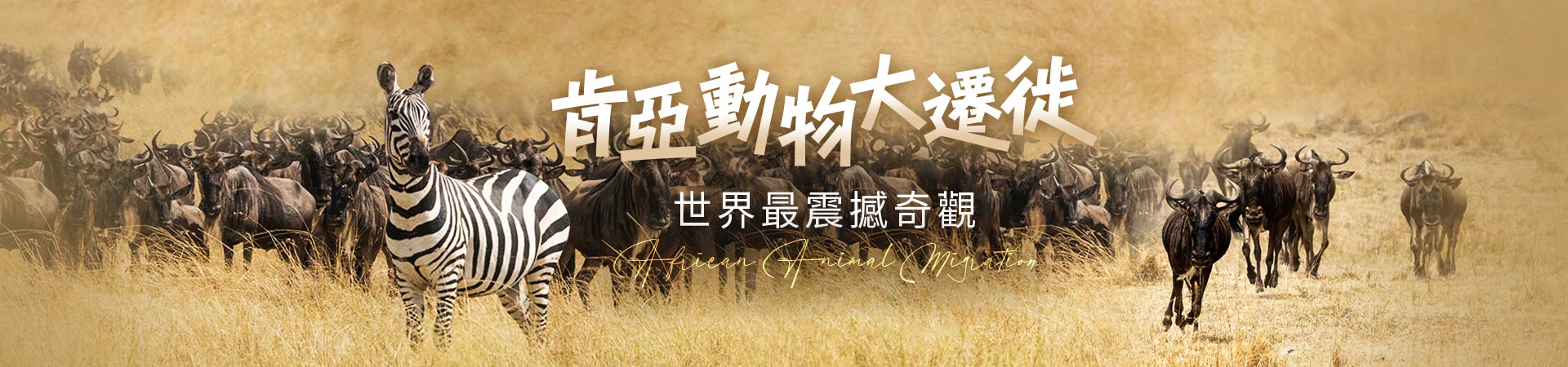 雄獅