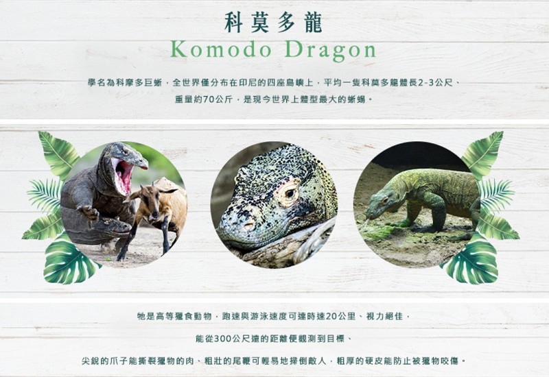 科莫多龍