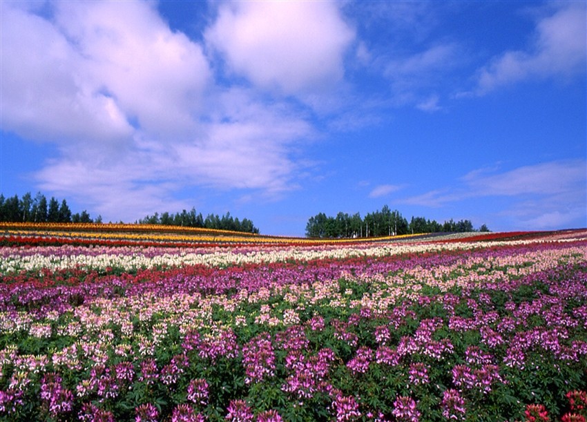 北海道