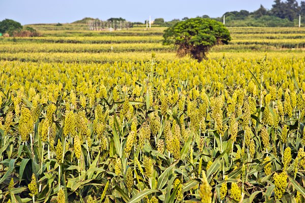 金門旅遊,高粱田,季節限定