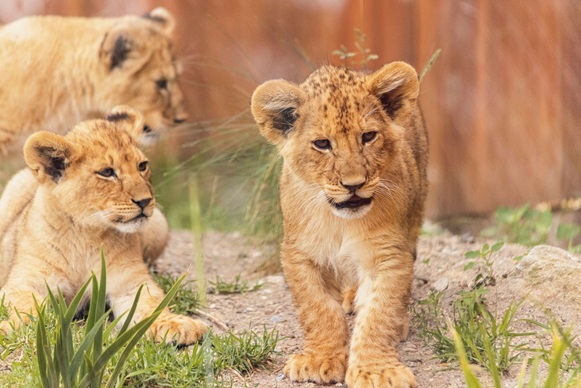 Taronga Zoo