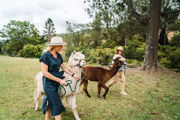 Mountview Alpaca Farm