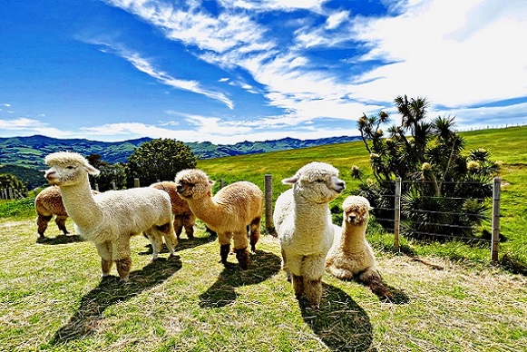 Shamarra Alpaca Farm
