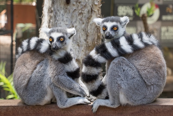 Currumbin Wildlife Sanctuary
