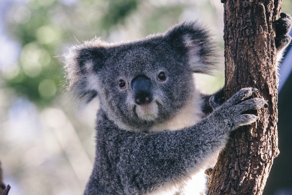 Taronga Zoo
