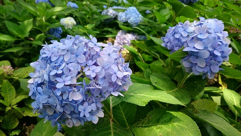 武陵農場紫藤花季