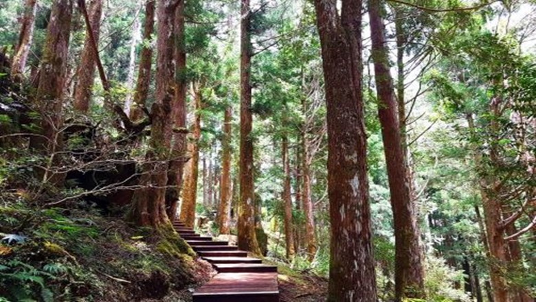 太平山原始林步道