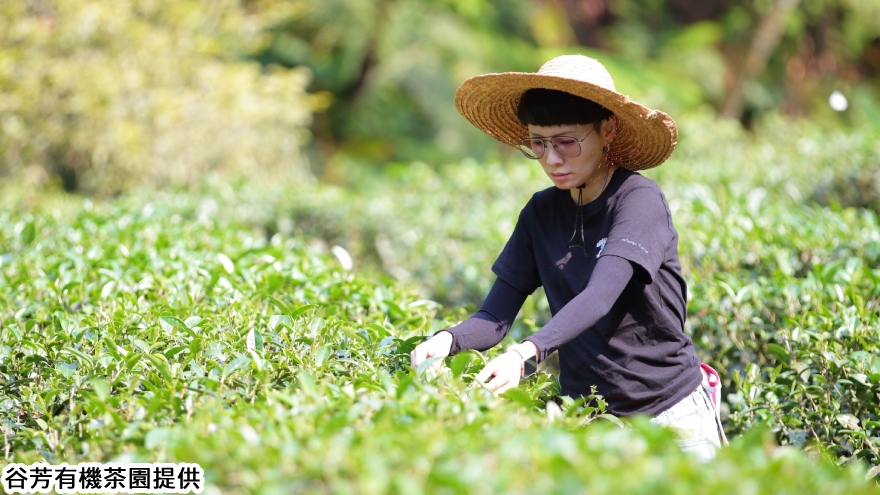 谷芳有機茶園