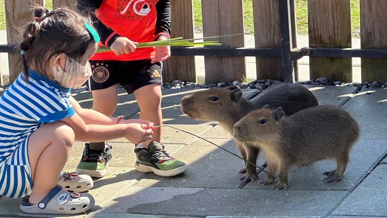 星夢森林劇場,農場
