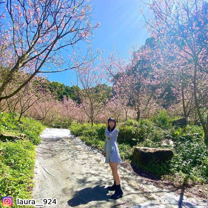大熊櫻花林