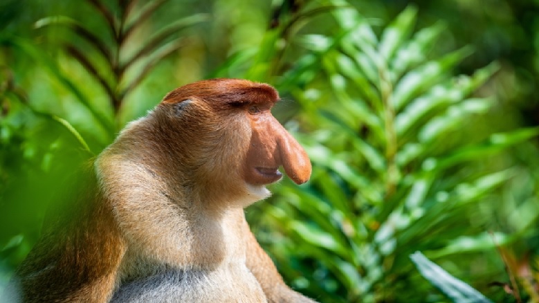 長鼻猴生態