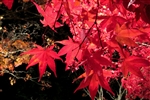紅葉東北旅遊|仙台-青森|奧入瀨溪散策.弘前公園~最美星巴克.角館武家屋敷.中尊寺.遊船.牛舌餐.溫泉五日