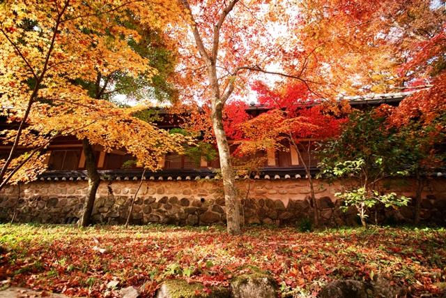 慢遊首爾半自助5日|賞楓賞銀杏|紅葉與金黃《內藏山.雞龍山.白羊寺》一日自由活動.連住近明洞飯店2晚(時尚彩妝城)