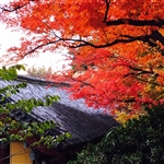 釜山慶州大邱賞楓｜八公山纜車.梵魚寺.紅流洞溪谷.楓紅韓服.天空膠囊(一站彩妝)五日