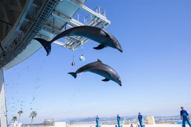 順道遊九州｜人氣由布院之森.海之中道水族館.鶴見岳空中纜車.雙溫泉5日.和牛＋長腳蟹吃到飽｜台灣出發含機票