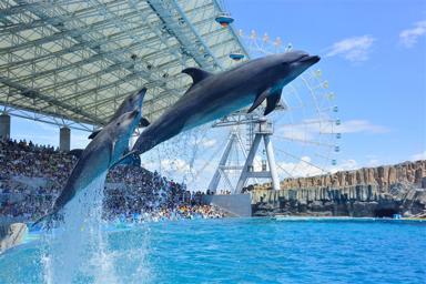 順道遊名古屋｜暑假親子樂高樂園.高原牧場.海豚秀.磁浮鐵道館.合掌村溫泉6日.萬豪系列4晚｜台灣出發含機票
