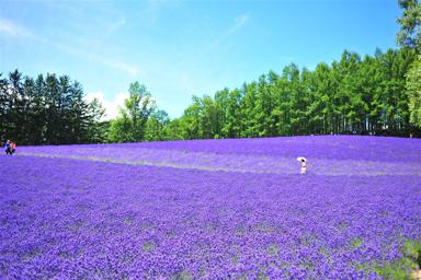 順道遊北海道｜暑假預購享折扣｜富良野花田.薰衣草.函館.企鵝.哈密瓜.三大螃蟹.溫泉5日｜台灣出發含機票