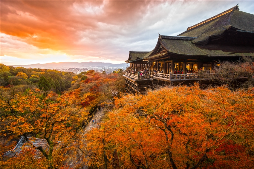 日本大阪京都賞楓 秋魅經典京阪神奈 紅葉 祕境大原三千院 奈良梅花鹿 永觀堂 常寂光寺 東福寺 嵐山渡月橋五日 二晚五星 22jxn30jxe T 大阪 雄獅旅遊