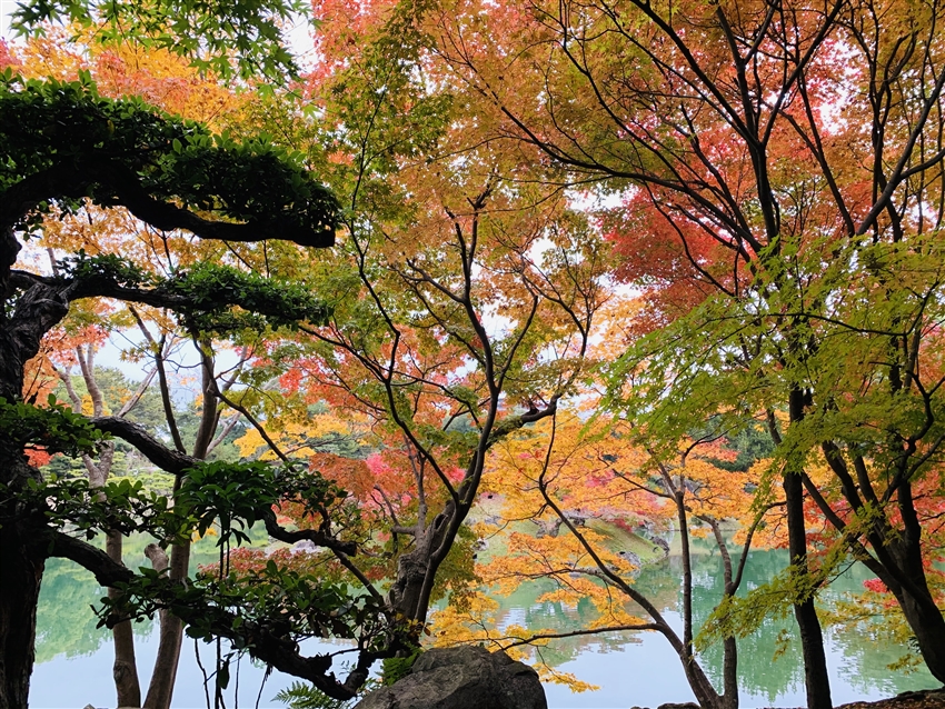 賞楓四國松山包機｜小豆島橄欖公園.二十四瞳映畫村.天空之鏡父母濱