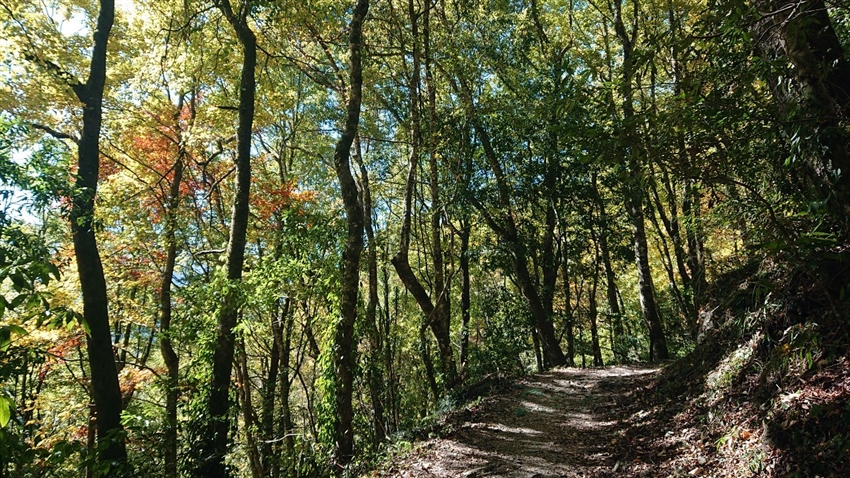 新竹步道 霞喀羅古道秘境 內灣老街1日 21tnd17xh2 T 新竹 雄獅旅遊