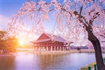 賀歲折3000｜嗨玩樂天世界、愛寶樂園．滑雪趣．韓服體驗．節奏亂打、魔幻塗鴉雙秀．明洞逛街(二站購物人參彩妝)六日｜高雄