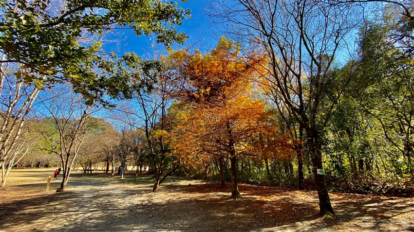 南投 楓葉故鄉 奧萬大賞楓 清境農場 青青草原 鮮採百香果 台一生態農場水上花屋二日 22tmn16fwd T 南投 雄獅旅遊