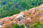 大阪旅遊｜春櫻京阪神奈~吉野山金峰山寺.醍醐寺.MIHO美術館.嵐山小火車.哲學之道.螃蟹喫到飽.採草莓趣六日｜高雄來回