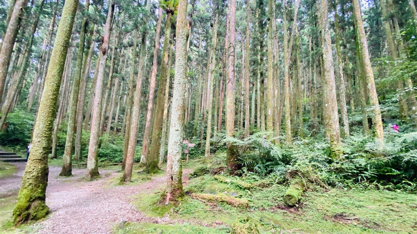 東眼山
