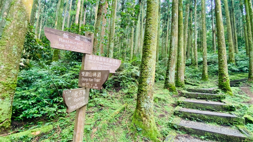 台灣桃園市 東眼山森林遊樂區