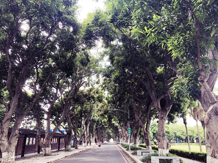 台灣雲林縣 古坑綠色隧道
