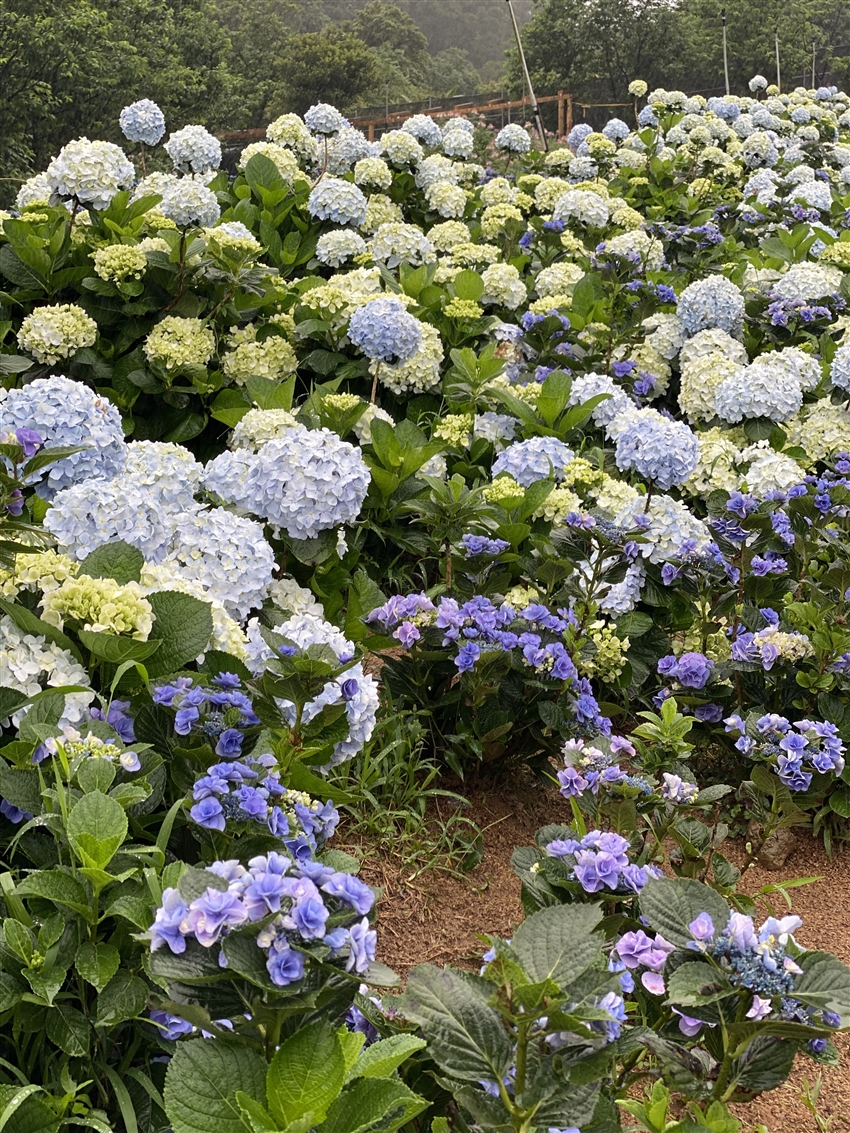 萬里高家繡球花田