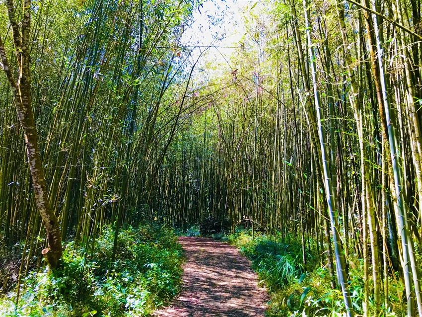 迷糊步道