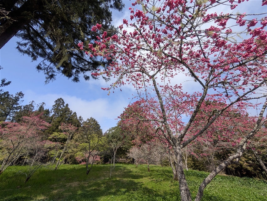 阿里山櫻花季