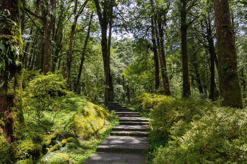 阿里山國家森林遊樂區