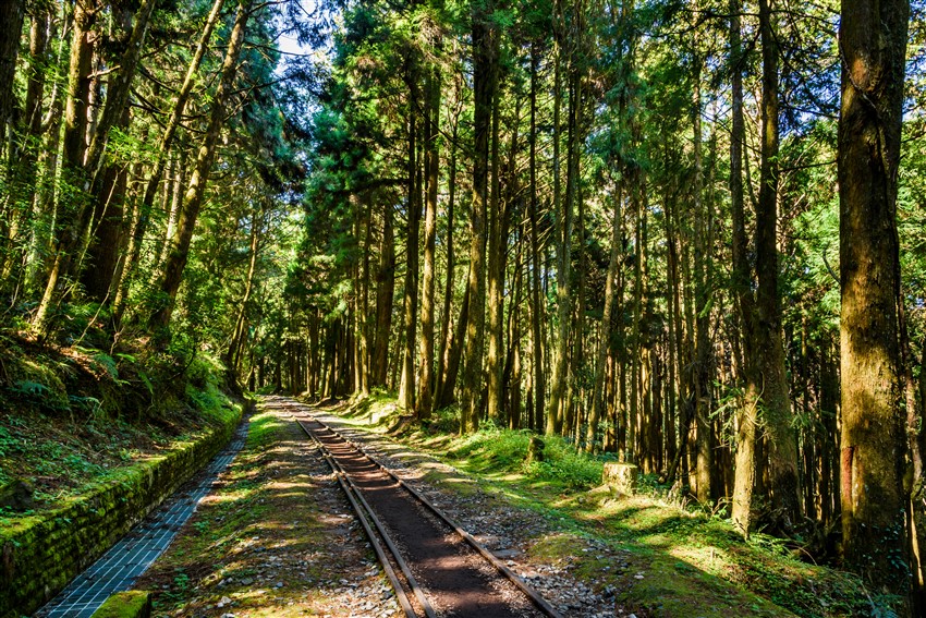 經典西部環島｜日月潭遊湖x阿里山森林·喝喝茶·安平古都小吃饗宴·高鐵回程3日
